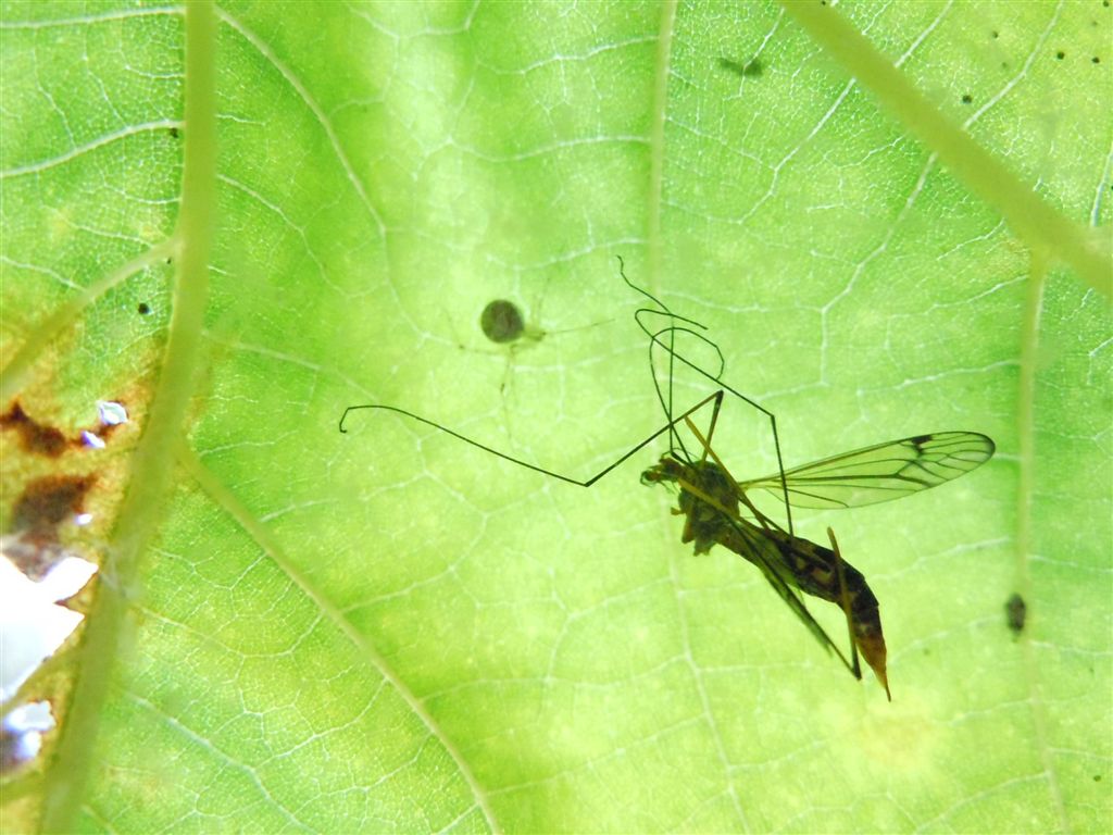 Theridion cf. varians - Agnano (NA)